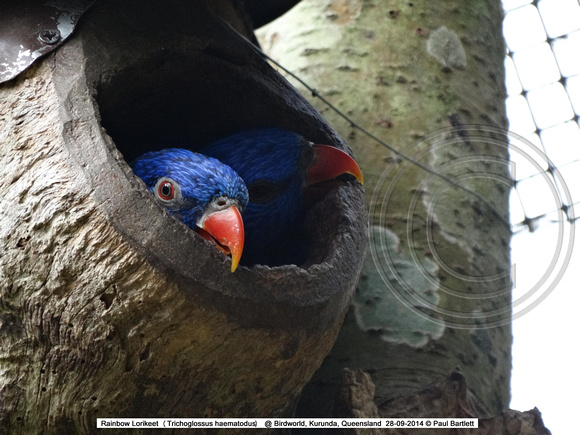 Rainbow Lorikeet (Trichoglossus haematodus) @ Birdworld, Kurunda, Queensland  28-09-2014 � Paul Bartlett DSC06231