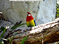 Eastern Rosella (Platycercus eximius)