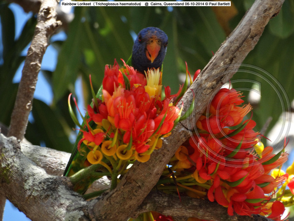 Rainbow Lorikeet (Trichoglossus haematodus) @  Cairns, Queensland 06-10-2014 � Paul Bartlett DSC07290