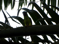 Layard’s (Emerald collared) Parakeet (Psittacula calthropae) Female or immature @ Kithulgala Rest House 2016-01-01 © Paul Bartlett [3w]