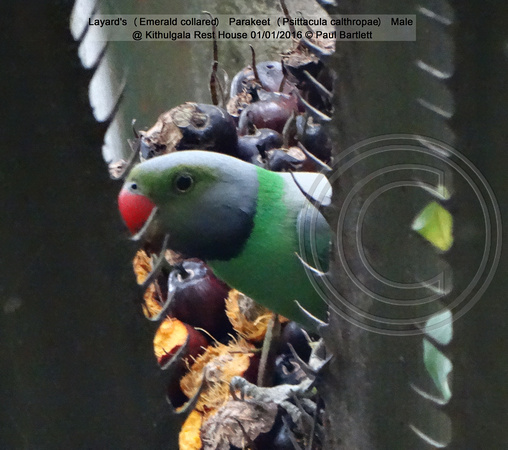 Layard’s (Emerald collared) Parakeet (Psittacula calthropae) Male @ Kithulgala Rest House 2016-01-01 © Paul Bartlett [2w]