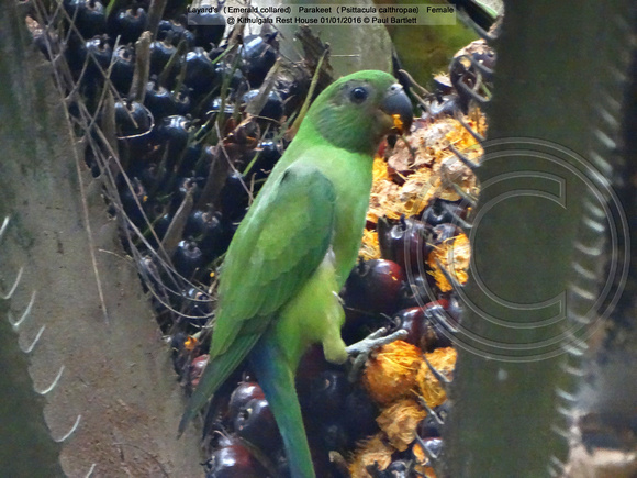 Layard’s (Emerald collared) Parakeet (Psittacula calthropae) Female @ Kithulgala Rest House 2016-01-01 © Paul Bartlett [1w]