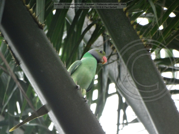Layard’s (Emerald collared) Parakeet (Psittacula calthropae) Male @ Kithulgala Rest House 2016-01-02 © Paul Bartlett [1w]