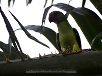 Layard’s (Emerald collared) Parakeet (Psittacula calthropae) Female or immature @ Kithulgala Rest House 2016-01-01 © Paul Bartlett [2w]