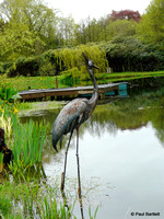 Stork @ Himalayan garden and sculpture park, Grewelthorpe � Paul Bartlett [1r]