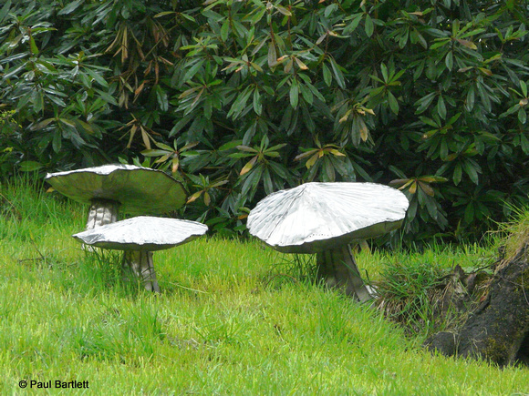 Steel mushrooms [2] @ Himalayan garden and sculpture park, Grewelthorpe � Paul Bartlett [2r]