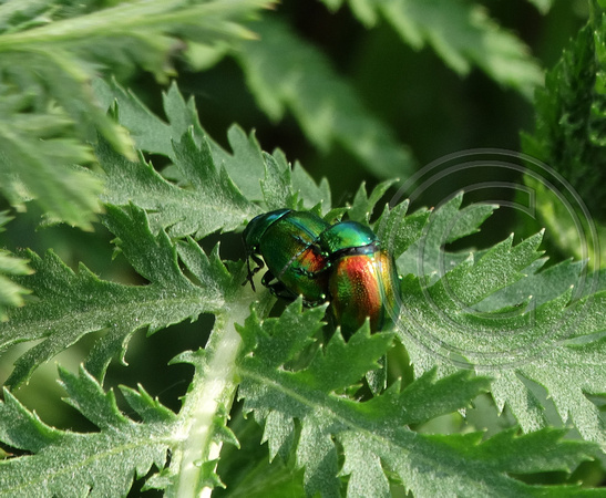 Tansy beetle Chrysolina graminis mating @ York riverside Fulford Ings 12 May 2016 © Paul Bartlett DSC03570