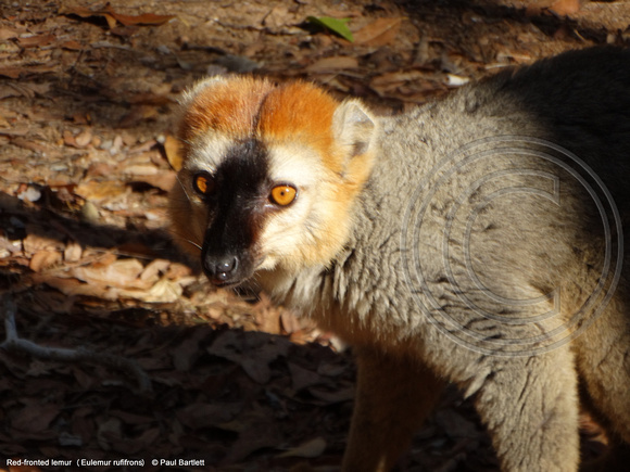 Red-fronted lemur (Eulemur rufifrons) @ Kirindy Forest 15-07-2016 © Paul Bartlett [1]
