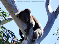 Koala sleeping @ Belair National Park, nr. Adelaide 09-10-2014 � Paul Bartlett DSC07728