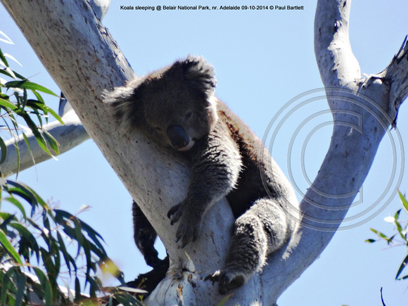 Koala sleeping @ Belair National Park, nr. Adelaide 09-10-2014 � Paul Bartlett DSC07728