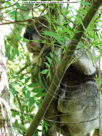 Koala sleeping @ Belair National Park, nr. Adelaide 09-10-2014 � Paul Bartlett DSC07767