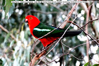 King Parrot (Alisterus scapularis)
