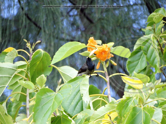 Seychelles Sunbird (Cinnyris dussumieri) on Curieuse 14 June 2015 © Paul Bartlett