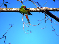 Great Green Macaw Ara ambiguus @ Laguna Lagarto Lodge © Paul Bartlett DSC01241