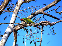 Great Green Macaw Ara ambiguus @ Laguna Lagarto Lodge © Paul Bartlett DSC01257