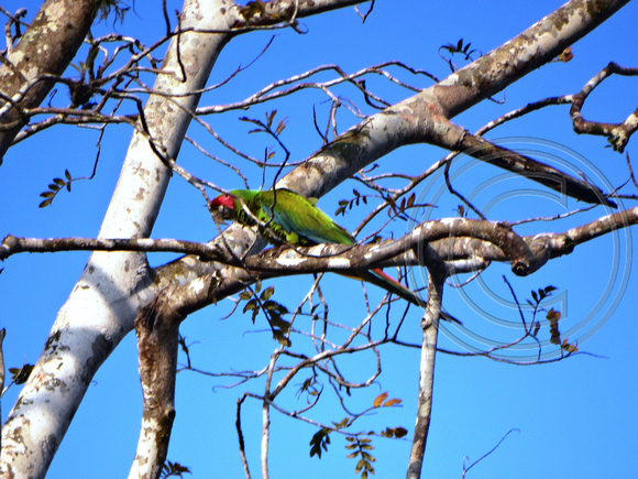 Great Green Macaw Ara ambiguus @ Laguna Lagarto Lodge © Paul Bartlett DSC01257