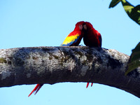 Scarlet Macaw Ara macao @ Punta Islita Ara Project DSC09975