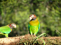 Brown-hooded Parrot Pyrilia haematotis @ Laguna Lagarto Lodge DSC00899