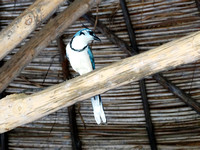White-throated Magpie-Jay Calocitta formosa @ La Ensenada lodge Puntarenas CR © Paul Bartlett DSC09394