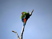 Great Green Macaw Ara ambiguus @ The Ara Project Manzamillo © Paul Bartlett DSC02924