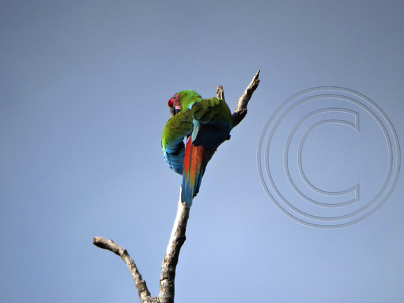 Great Green Macaw Ara ambiguus @ The Ara Project Manzamillo © Paul Bartlett DSC02924