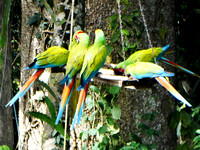 Great Green Macaw Ara ambiguus @ The Ara Project Manzamillo © Paul Bartlett DSC02868 (2)