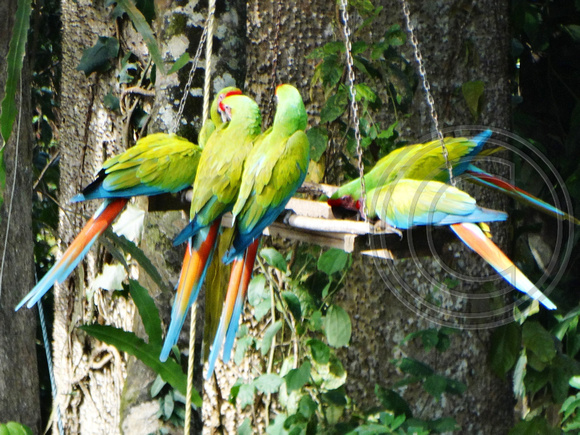 Great Green Macaw Ara ambiguus @ The Ara Project Manzamillo © Paul Bartlett DSC02868 (2)