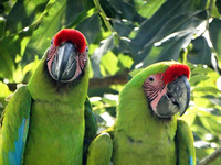 Great Green Macaw Ara ambiguus @ The Ara Project Manzamillo © Paul Bartlett DSC02879