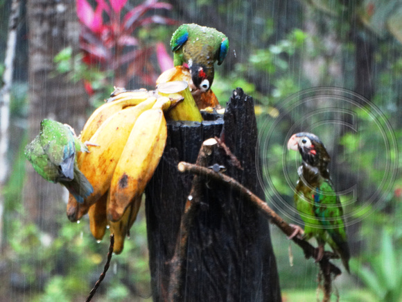Brown-hooded Parrot Pyrilia haematotis @ Laguna Lagarto Lodge DSC01730