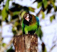 Brown-hooded Parrot Pyrilia haematotis @ Laguna Lagarto Lodge DSC00819