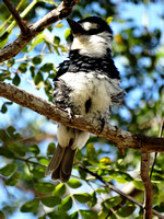 White-necked Puffbird Notharchus hyperrhynchus @ La Ensenada lodge Puntarenas CR © Paul Bartlett DSC09699