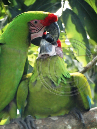 Great Green Macaw Ara ambiguus @ The Ara Project Manzamillo © Paul Bartlett DSC02874