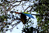 Great Green Macaw Ara ambiguus @ The Ara Project Manzamillo © Paul Bartlett DSC02796 (2)