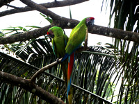 Great Green Macaw Ara ambiguus @ The Ara Project Manzamillo © Paul Bartlett DSC02952