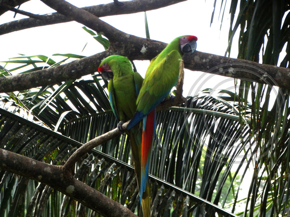 Great Green Macaw Ara ambiguus @ The Ara Project Manzamillo © Paul Bartlett DSC02952