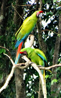 Great Green Macaw Ara ambiguus @ The Ara Project Manzamillo © Paul Bartlett DSC02808 (2)