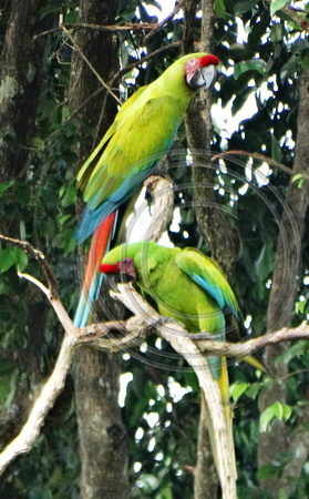 Great Green Macaw Ara ambiguus @ The Ara Project Manzamillo © Paul Bartlett DSC02808 (2)