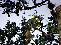 Great Green Macaw Ara ambiguus @ Laguna Lagarto Lodge © Paul Bartlett DSC00589