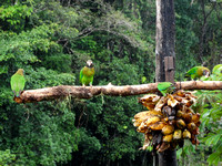 Brown-hooded Parrot Pyrilia haematotis @ Laguna Lagarto Lodge DSC02001