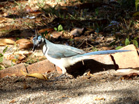 White-throated Magpie-Jay Calocitta formosa @ La Ensenada lodge Puntarenas CR © Paul Bartlett DSC09634
