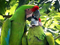 Great Green Macaw Ara ambiguus @ The Ara Project Manzamillo © Paul Bartlett DSC02877