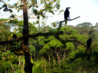 Montezuma Oropendola Psarocolius montezuma @ Laguna del Lagarto Lodge © Paul Bartlett DSC00788
