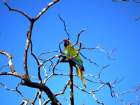 Great Green Macaw Ara ambiguus @ Laguna Lagarto Lodge © Paul Bartlett DSC01214
