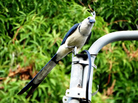 White-throated Magpie-Jay Calocitta formosa @ Montezuma CR © Paul Bartlett DSC04047