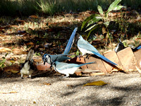 White-throated Magpie-Jay Calocitta formosa @ La Ensenada lodge Puntarenas CR © Paul Bartlett DSC09627