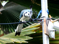 White-throated Magpie-Jay Calocitta formosa @ Montezuma CR © Paul Bartlett DSC04046