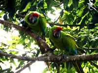 Great Green Macaw Ara ambiguus @ The Ara Project Manzamillo © Paul Bartlett DSC02881