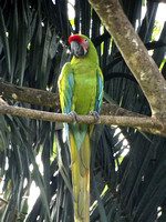 Great Green Macaw Ara ambiguus @ The Ara Project Manzamillo © Paul Bartlett DSC02781