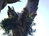 Great Green Macaw Ara ambiguus @ Laguna Lagarto Lodge © Paul Bartlett DSC01129