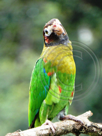 Brown-hooded Parrot Pyrilia haematotis @ Laguna Lagarto Lodge DSC01567